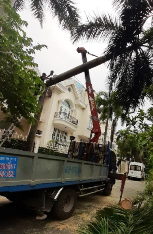 Chặt cây xanh Nhật Nam