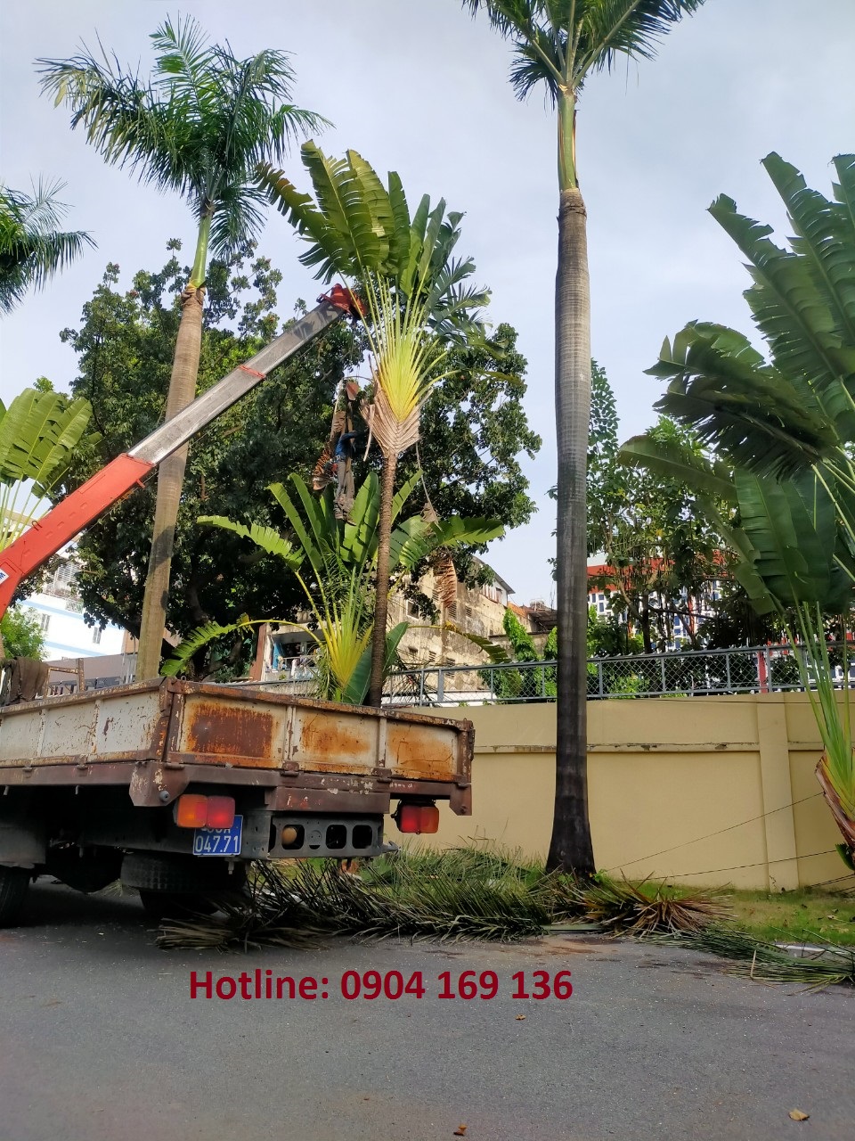 Dịch Vụ Cưa Cây Xanh Quận Bình Tân